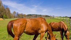 Animals Horses fences farms