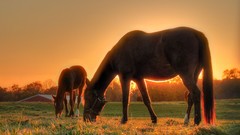 Animals Horses fields