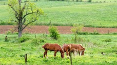 Animals Horses fields baby animals