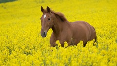 Animals Horses fields yellow flowers
