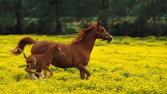 Animals Horses fields yellow flowers