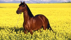 Animals Horses fields yellow flowers