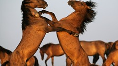 Animals Horses Fighting national geographic