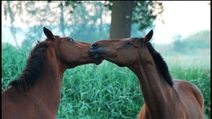 Animals Horses Fighting playing