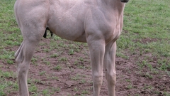 Animals Horses foal Colt