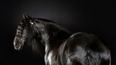 Animals Horses Friesian black horses