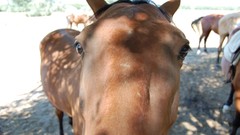 Animals Horses funny