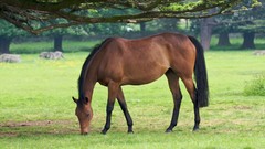 Animals Horses HDR Photography