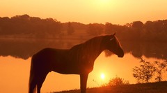 Animals Horses lakes sunlight