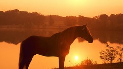 Animals Horses lakes sunlight