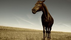 Animals Horses Mammals