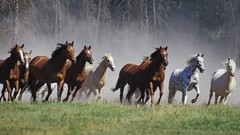 Animals Horses Montana ranch