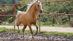 Animals Horses mud
