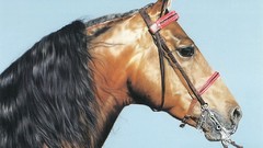 Animals Horses national geographic