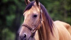 Animals Horses nature