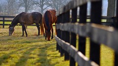 Animals Horses nature