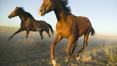 Animals Horses new mexico