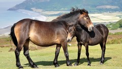 Animals Horses ponies somerset baby animals