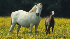 Animals Horses ponies welsh