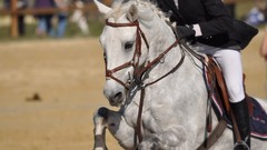 Animals Horses rider