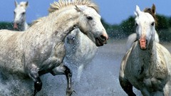 Animals Horses rivers