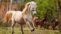 Animals Horses running