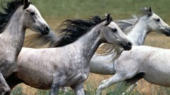 Animals Horses running Arabian