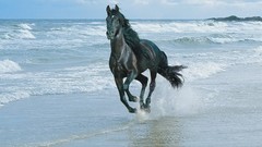 Animals Horses running Beaches
