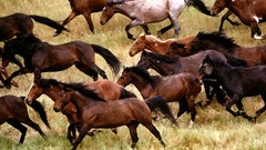 Animals Horses running California
