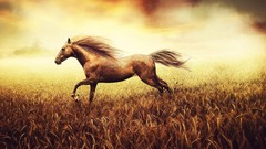 Animals Horses running fields artwork