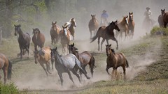 Animals Horses running hungary