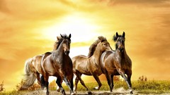 Animals Horses running sunlight