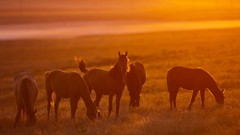 Animals Horses silhouettes fields sunlight