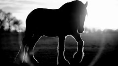 Animals Horses silhouettes sunlight blurred background grayscale