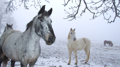 Animals Horses snow winter