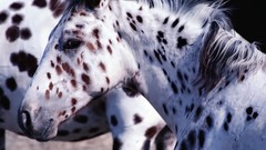 Animals Horses Spotted