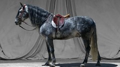 Animals Horses studio