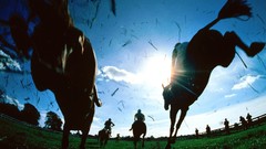 Animals Horses sunlight