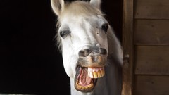 Animals Horses teeth Spain funny