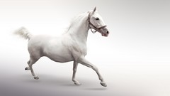 Animals Horses white background