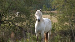 Animals Horses White Horse