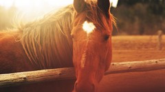 Animals Horses Wooden fence sunlight
