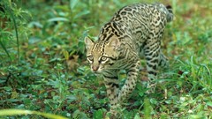 Animals hunting belize ocelots