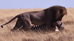 Animals hunting Lions zebras