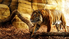 Animals hunting Tigers
