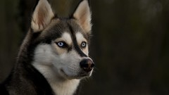 Animals husky
