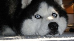 Animals husky