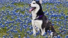 Animals husky blue flowers