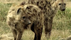 Animals hyenas