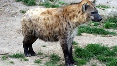 Animals hyenas